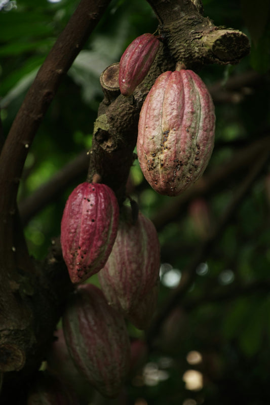 Manteca de cacao 100 gramos